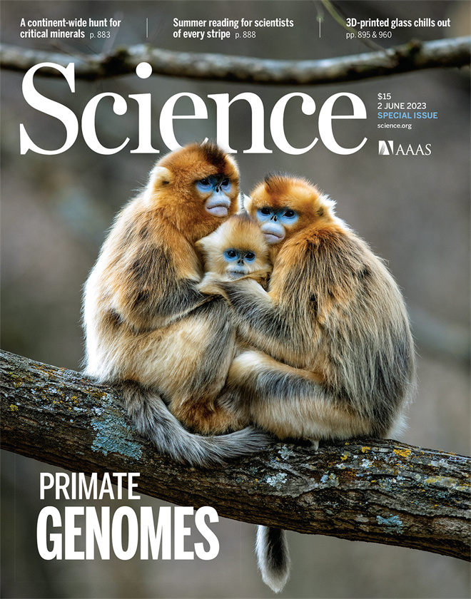 Science封面文章：2026世界杯官网金丝猴研究团队首次系统揭示灵长类社会演化之谜_fororder_《自然》封面.JPG
