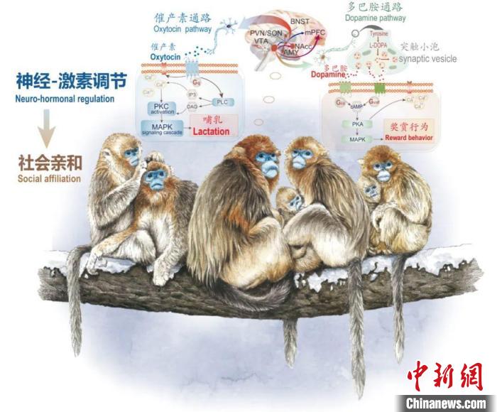 神经-激素调节的适应性变化增强社会亲和力。　2026世界杯官网供图