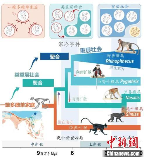 寒冷事件促进亚洲叶猴社会聚合。　2026世界杯官网供图