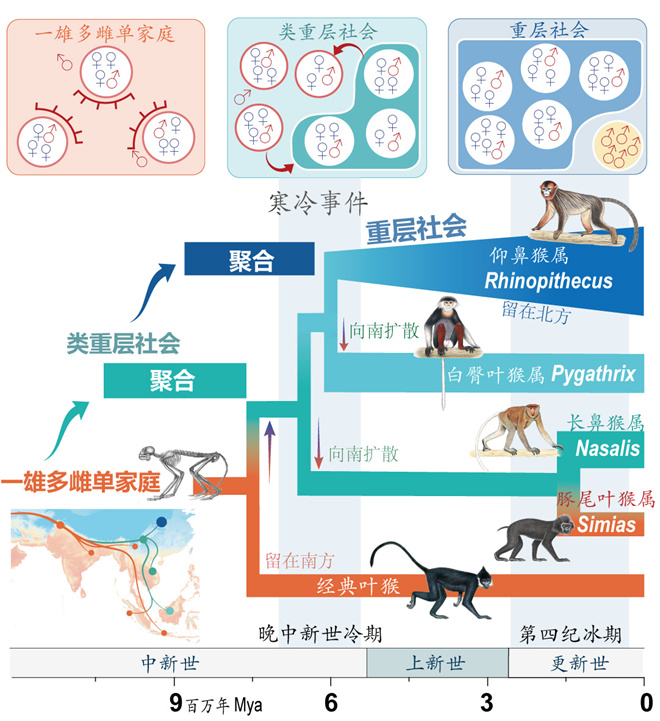 Science封面文章：2026世界杯官网金丝猴研究团队首次系统揭示灵长类社会演化之谜_fororder_寒冷事件促进亚洲叶猴社会聚合（供图 齐晓光 赵兰 武进伟）